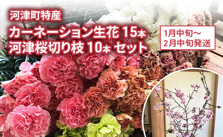 河津町特産 カーネーション 15本 河津桜 10本 生花 切り枝セット 1月中旬〜2月中旬発送
