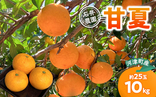甘夏 10kg 柑橘 かんきつ みかん あまなつ 旬の果物 フルーツ 果実 果物 くだもの 河津町 静岡県