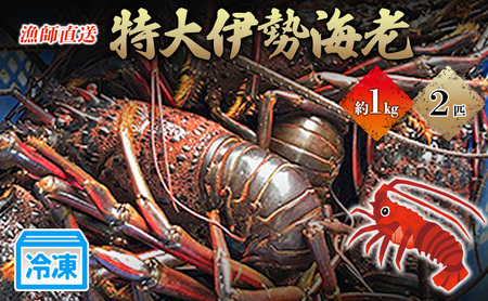 特大伊勢海老2匹で1kg!(長寿伊勢海老) 伊勢エビ 冷凍 漁師直送