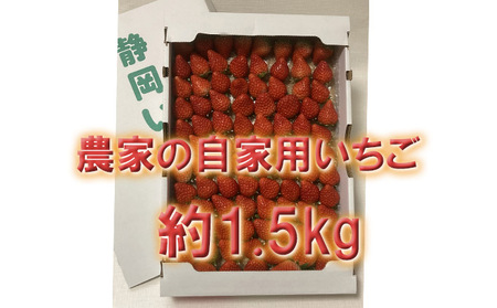 河津町産 農家の自家用いちご「紅ほっぺ」 約1.5kg [いちご]特集