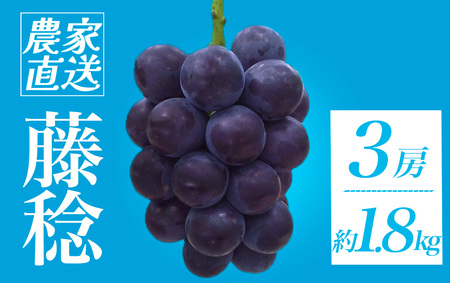 [地元農家直送!] 藤稔 3房 約1.8kg [ 葡萄 葡萄 葡萄 葡萄 葡萄 ]