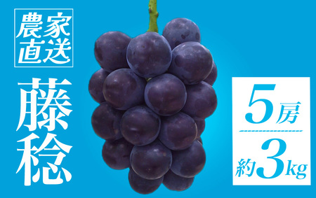 ＜地元農家直送!＞ 藤稔 5房 約3kg　【 葡萄 葡萄 葡萄 葡萄 葡萄 】　