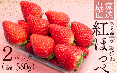 [先行予約_2026年出荷分]いちご 紅ほっぺいちご 280g×2パック