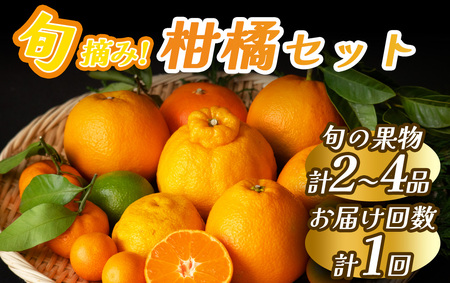 旬の柑橘セット [ 柑橘 ]