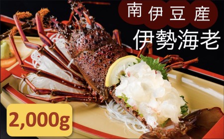 伊勢海老セット[D]　【 伊勢海老 伊勢海老 伊勢海老 伊勢海老 伊勢海老 伊勢海老 】