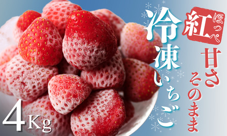 【2026年発送予定】いちご 完熟冷凍いちご 4kg