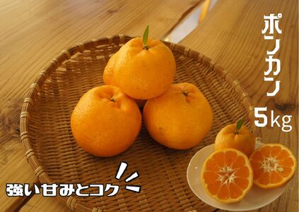 [先行予約_2026年出荷分]湯の花 ポンカン5kg箱セット [ ポンカン 柑橘]