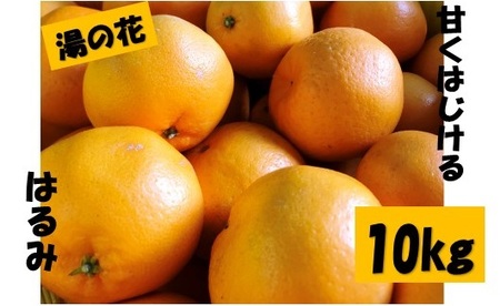 【先行予約＿2026年出荷分】湯の花　はるみ10kg箱セット　【 はるみ 】