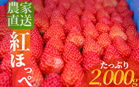 [予約受付 2025年2月以降配送]南伊豆産いちご 紅ほっぺ2kg [ いちご 紅ほっぺ 果物 フルーツ 苺 イチゴ くだもの 静岡県産 期間限定 ]