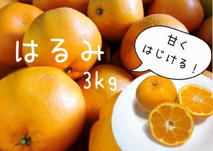 [2025年2月上旬から発送]湯の花 はるみ3kg