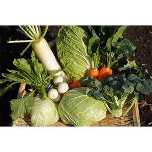 伊豆メディカル農園の健康野菜セット_野菜 _[配送不可地域:離島・北海道・沖縄県]