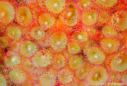 清水町ふるさと大使 海洋生物写真家 峯水亮氏による 作品パネル Jewel anemone(_MG_2940_A3W)