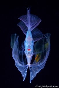 清水町ふるさと大使 海洋生物写真家 峯水亮氏による 作品パネル The polka-dot ribbonfish(30A1440_A3W)