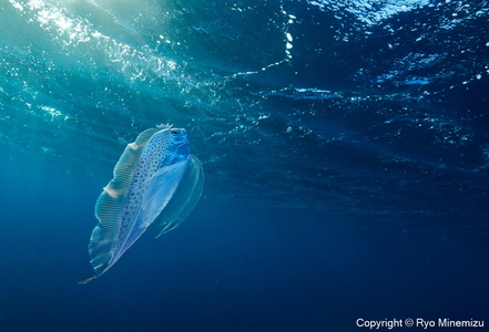 清水町ふるさと大使 海洋生物写真家 峯水亮氏による 作品パネル Polka-dot ribbonfish swimming in the morning sun(_D5A5726_A4)