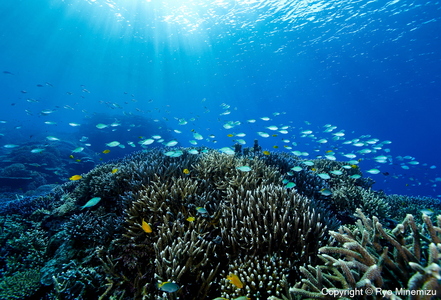 清水町ふるさと大使 海洋生物写真家 峯水亮氏による 作品パネル Shallow coral reefs and fishes(_MG_2031_A4)