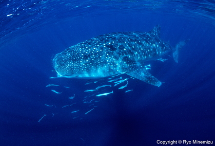 清水町ふるさと大使 海洋生物写真家 峯水亮氏による 作品パネル Whale shark(IMG_000140_A4)