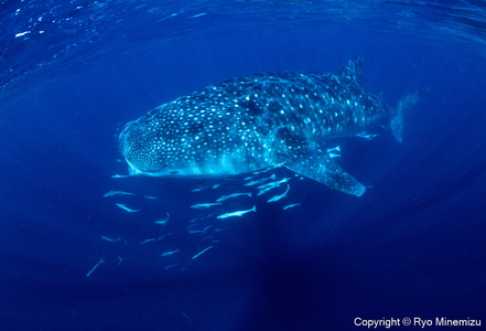 清水町ふるさと大使 海洋生物写真家 峯水亮氏による 作品パネル Whale shark(IMG_000140_A4)