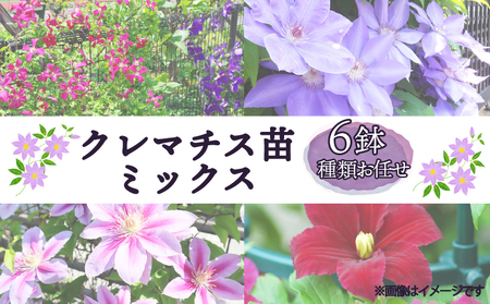 花苗 クレマチス 苗 6鉢 ミックス ガーデニング 寄せ植え 花苗