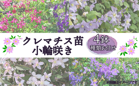 花苗 クレマチス苗 小輪咲き 4鉢 花苗