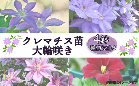 花苗 クレマチス苗 大輪咲き 4鉢 花苗