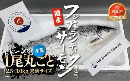 1G8日本初 完全陸上養殖 フジアトランティックサーモン 冷蔵 1尾丸ごと( 2.5 〜 3.0kg未満サイズ )