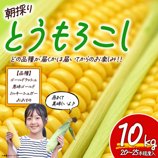 朝採りとうもろこし 10kg 先行予約 とうもろこし