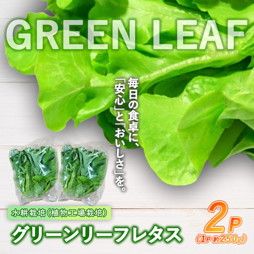 【無農薬】グリーンリーフレタス 500g（約250g×2P）レタス