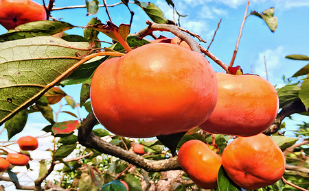 BX̎Y`@ϔEi9`12j ʕ t[c H̖o fU[g  ԐH H n` p Mtg yY Ö Ȃ߂炩 ÉY XY