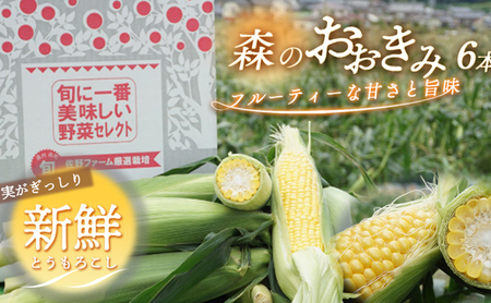 [実がぎっしり大きい!新鮮!朝どれとうもろこし]森のおおきみ6本 野菜 JGAP認証 しずおか認証取得農場