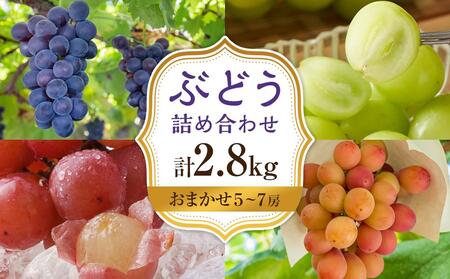 【2026年8月中旬より発送】シャインマスカット・他ブドウ詰め合わせセット（種なし）合計約2.8kg