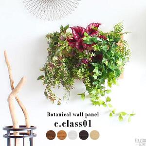 Botanical c.class 01　ナチュラル