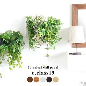 Botanical c.class 19　ホワイトウッド