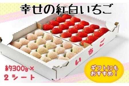 お祝いに贈り物に『幸せの紅白いちご』(赤・白シート入り各約300g 計約600g)イチゴ いちご イチゴ