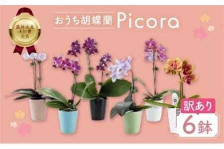 胡蝶蘭『ピコラ』 ミディ 6鉢 セット 花 鉢花 訳あり おまかせ 鉢植え 豊橋市 胡蝶蘭 ランキング 一位