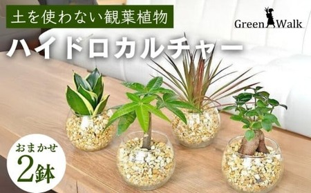 ハイドロカルチャー「シンプルボールの観葉植物 ゼオライト植え 2鉢セット」