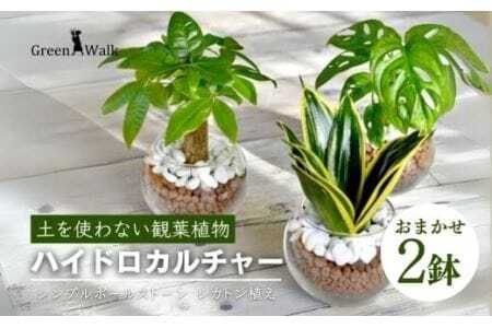 観葉植物 ハイドロカルチャー シンプルボールストーン レカトン植え 観葉植物