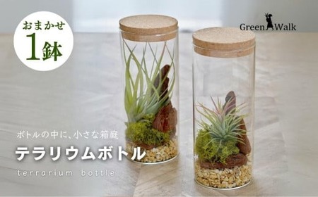 ハイドロカルチャー 観葉植物 テラリウムボトルM 鉢植え 土無し インテリア 観葉植物