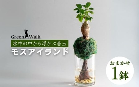 ハイドロカルチャー 観葉植物 モスアイランド 鉢植え 土無し インテリア 苔玉 観葉植物