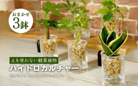 ハイドロカルチャー 観葉植物 ストリングジンジャー 3鉢セット 観葉植物