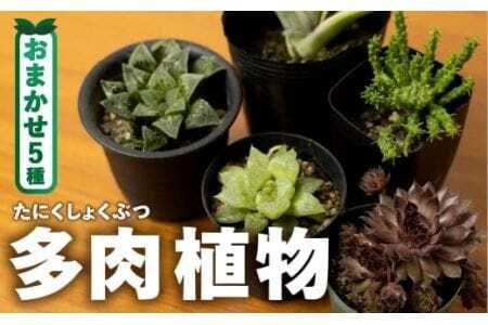 足立さんの 多肉植物 おまかせ 5種