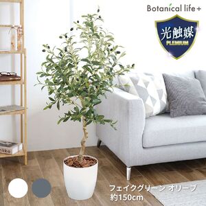 フェイクグリーン オリーブ 150cm 光触媒加工 鉢付き インテリア 抗菌 消臭 愛知県 豊橋市 送料無料 58000円