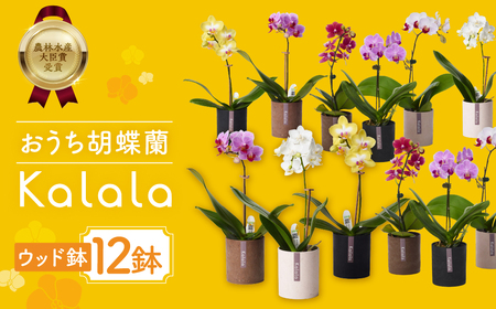 産直胡蝶蘭『カララ』12鉢セット ウッド鉢 胡蝶蘭 胡蝶蘭 胡蝶蘭 胡蝶蘭 胡蝶蘭