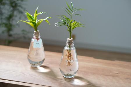 アクアルーツイルミネーション 2鉢セット インテリア 緑 グリーン 植物 簡単 初心者 かわいい 自然 おしゃれ 送料無料 Green Walk グリーンウォーク 愛知県 豊橋市
