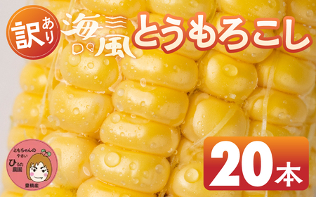 s\ ߘa8NYi2026Nnj󂠂 Ƃ낱 20{ őlC m Ls Ė  ~lՂ C  BBQ Ƒ t[hX 킯 KiO e