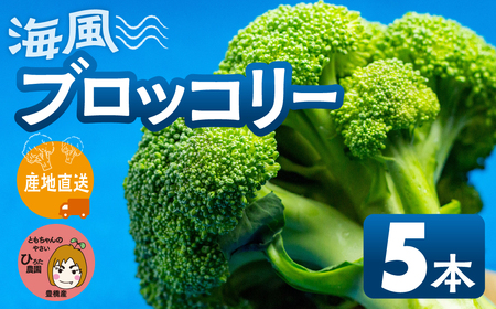ブロッコリー 5本 豊橋 国産 ミネラルたっぷり 海風そだち 潮風 家族で 大容量 豊橋 ともちゃんのやさい 直売所で大人気! 愛知県 豊橋市 安心野菜