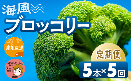 ≪先行予約≫ブロッコリー 5本 ×5回お届け 豊橋 国産 ミネラルたっぷり 海風そだち 潮風 家族で 大容量 豊橋 ともちゃんのやさい 直売所で大人気! 愛知県 豊橋市 安心野菜