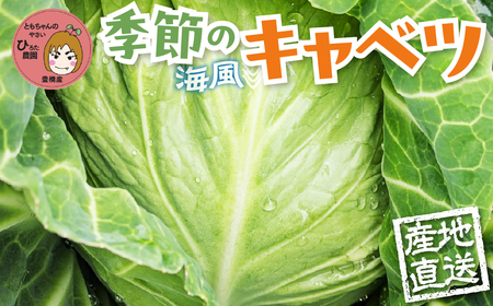 旬のおまかせキャベツ 6玉