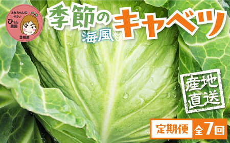 旬のおまかせキャベツ 定期便 2玉 7回お届け