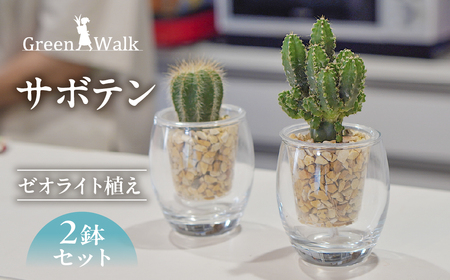 サボテンのゼオライト植え 2鉢セット[底面給水ガラス鉢]観葉植物