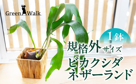 ビカクシダ ネザーランド 土植え 規格外品(3寸) 1鉢 コウモリラン 観葉植物